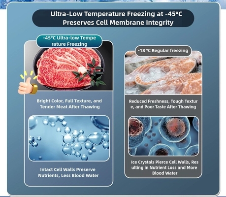 8Clasificador de caja ultrabaja con capa de espuma de 0,5 a 10 cm para almacenamiento de mariscos de gran capacidad a -60 °C